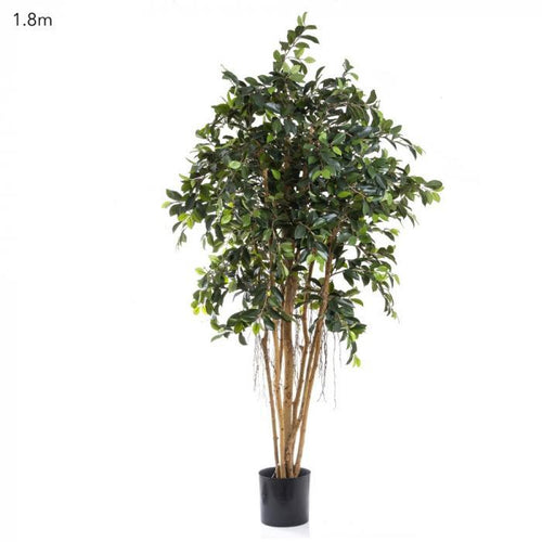 Florabelle Ficus Retusa 1.8m | Accessories | app store dev @@ABC ///[option4] 十月五日 11:53 