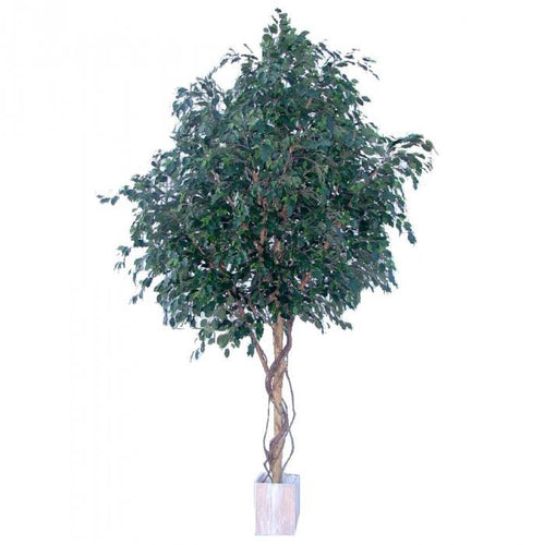 Florabelle Ficus Exotica Giant Tree 6600 Lvs 3.05M | Accessories | app store dev @@ABC ///[option4] 十月五日 11:53 