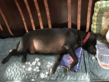 Load image into Gallery viewer, OrthoFeet Gremlins products with variant 0921 | Dining | app store dev @@ABC ///[option4] 十月五日 11:53 
