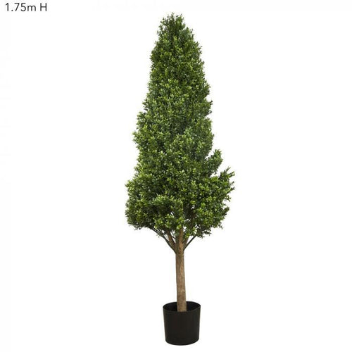 Florabelle Boxwood Tower Tree 1.75m | Accessories | app store dev @@ABC ///[option4] 十月五日 11:53 