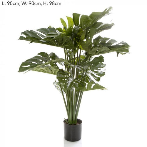 Florabelle 98 cm Monstera Split Philo w/18 Lv | Accessories | app store dev @@ABC ///[option4] 十月五日 11:53 