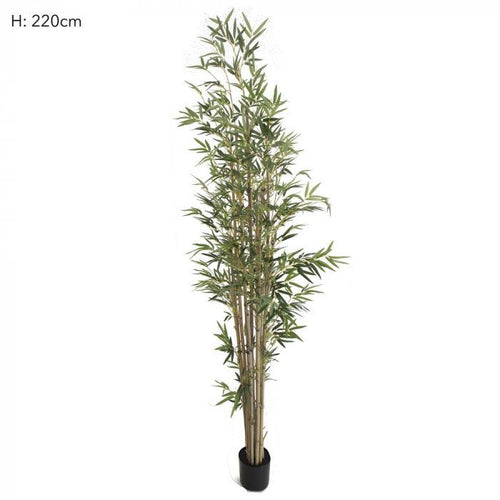 Florabelle Bamboo Tree Natural Trunk 2.2m 1598 Lvs | Accessories | app store dev @@ABC ///[option4] 十月五日 11:53 
