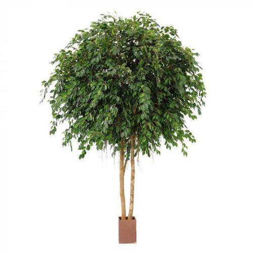 Florabelle 6.1M Giant Ficus Exotica 35580 Lvs | Accessories | app store dev @@ABC ///[option4] 十月五日 11:53 