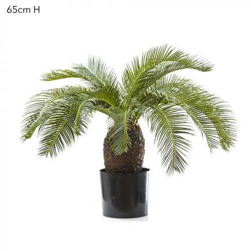 Florabelle Cycus Palm 65cm 19 Lves | Accessories | app store dev @@ABC ///[option4] 十月五日 11:53 