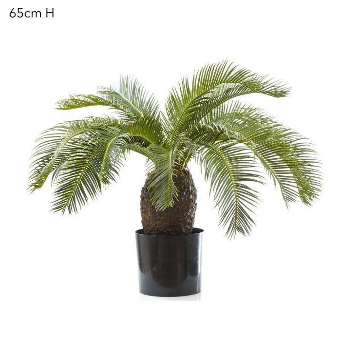 Florabelle Cycus Palm 65cm 19 Lves | Accessories | app store dev @@ABC ///[option4] 十月五日 11:53 
