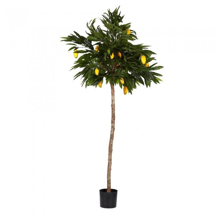 Florabelle 180cm Mango Tree w/680 Lvs 16 Fruits | Accessories | app store dev @@ABC ///[option4] 十月五日 11:53 