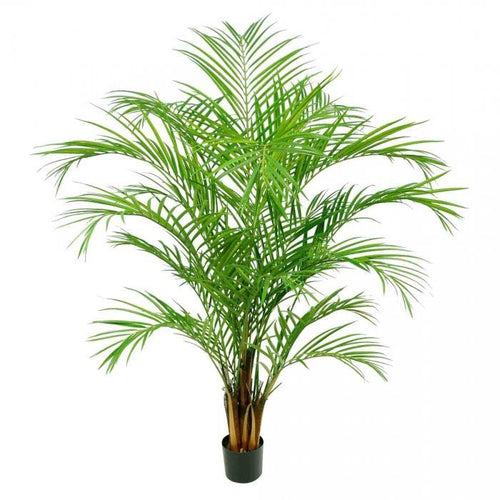 Florabelle Areca Palm 816 Lvs 1.8m | Accessories | app store dev @@ABC ///[option4] 十月五日 11:53 
