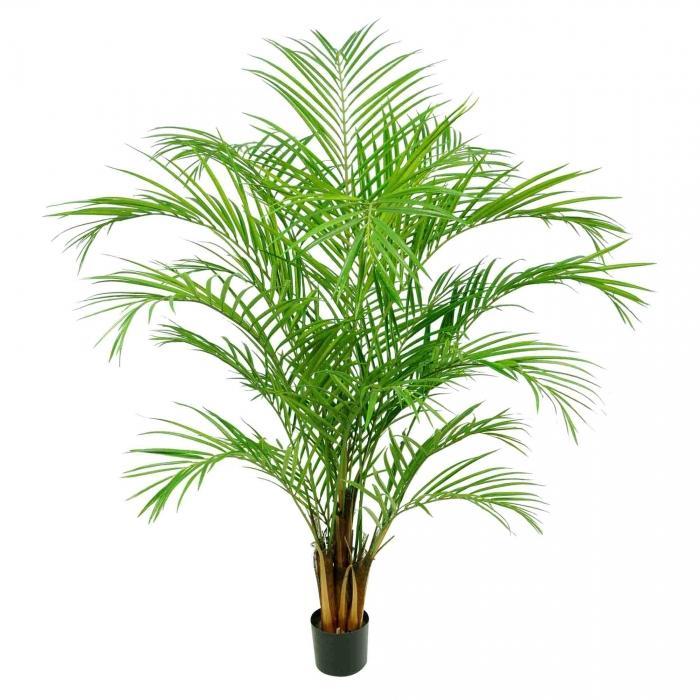 Florabelle Areca Palm 816 Lvs 1.8m | Accessories | app store dev @@ABC ///[option4] 十月五日 11:53 