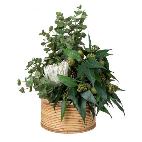 Florabelle Eucalyptus / Gumnut in Haiti Pot Sml | Accessories | app store dev @@ABC ///[option4] 十月五日 11:53 