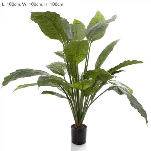 Florabelle 100cm Spathiphyllum Potted 24 | Accessories | app store dev @@ABC ///[option4] 十月五日 11:53 