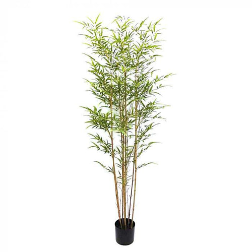 Florabelle Bamboo Tree 1.8m | Accessories | app store dev @@ABC ///[option4] 十月五日 11:53 