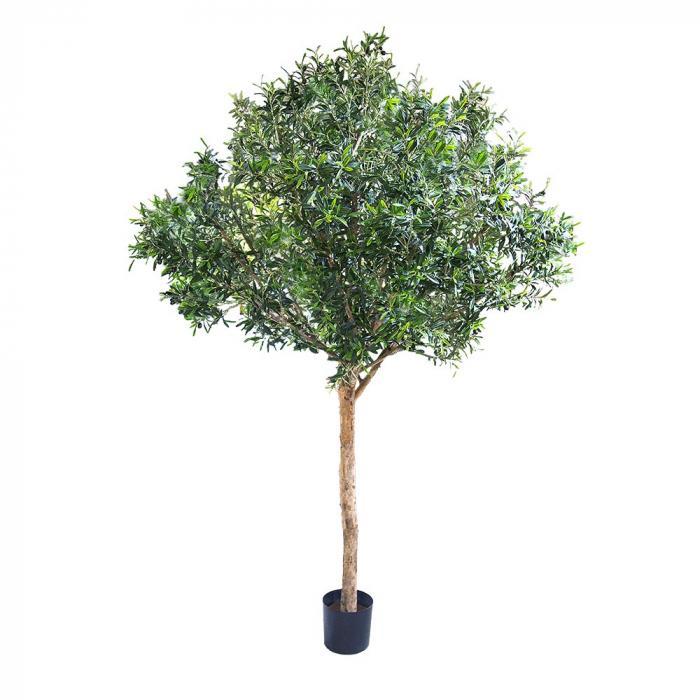 Florabelle Giant Olive Tree 2.3m w/13728 Lvs 180 Fr | Accessories | app store dev @@ABC ///[option4] 十月五日 11:53 