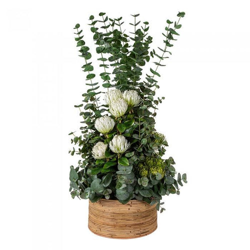 Florabelle Eucalyptus in Haiti Pot Lge | Accessories | app store dev @@ABC ///[option4] 十月五日 11:53 