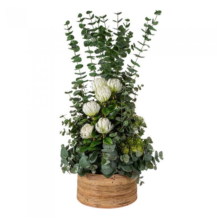 Florabelle Eucalyptus in Haiti Pot Lge | Accessories | app store dev @@ABC ///[option4] 十月五日 11:53 