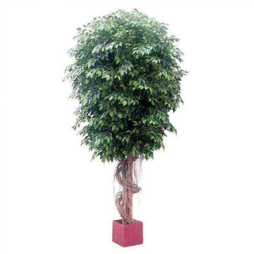 Florabelle 6.1M Giant Fat Ficus Tree W/22912 Lvs | Accessories | app store dev @@ABC ///[option4] 十月五日 11:53 