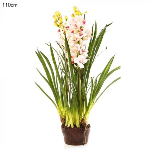 Florabelle Cymbidium Giant Paper Pot 110cm Lt.Pin | Accessories | app store dev @@ABC ///[option4] 十月五日 11:53 
