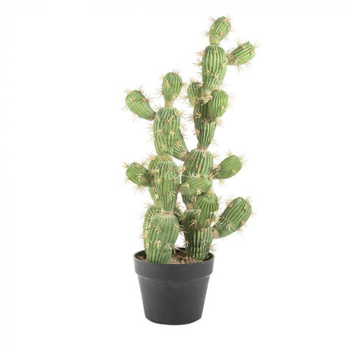 Florabelle Cactus Vegas in Pot 72cm | Accessories | app store dev @@ABC ///[option4] 十月五日 11:53 