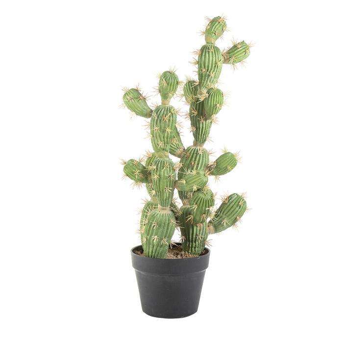 Florabelle Cactus Vegas in Pot 72cm | Accessories | app store dev @@ABC ///[option4] 十月五日 11:53 