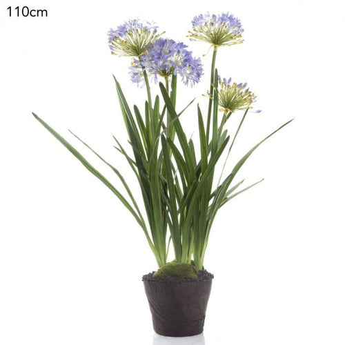 Florabelle Agapanthus in Paper Pot Lavender | Accessories | app store dev @@ABC ///[option4] 十月五日 11:53 