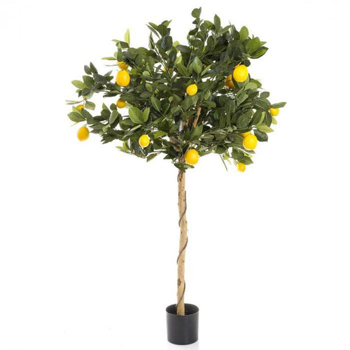Florabelle Golden Lemon Tree 90cm | Accessories | app store dev @@ABC ///[option4] 十月五日 11:53 