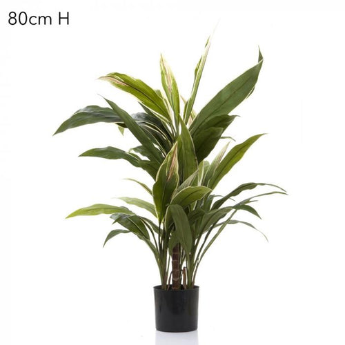 Florabelle Cordyline Tree x7 70cm | Accessories | app store dev @@ABC ///[option4] 十月五日 11:53 
