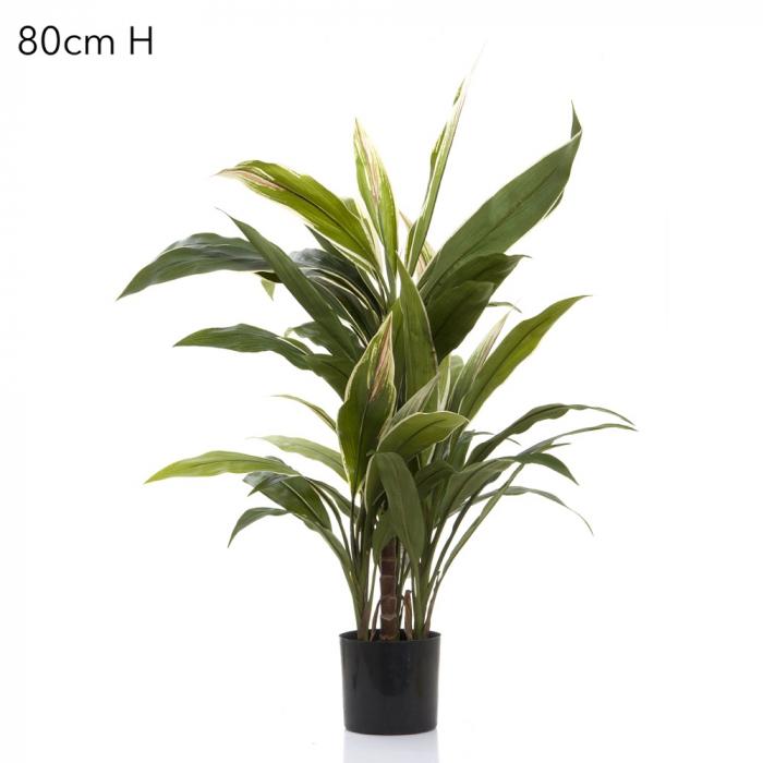 Florabelle Cordyline Tree x7 70cm | Accessories | app store dev @@ABC ///[option4] 十月五日 11:53 