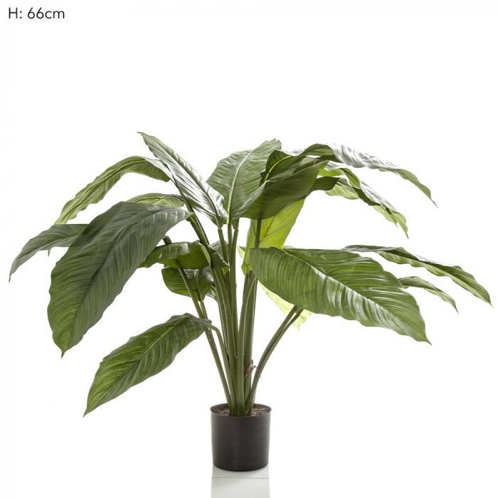 Florabelle 66cm Spathiphyllum Potted 19 l | Accessories | app store dev @@ABC ///[option4] 十月五日 11:53 