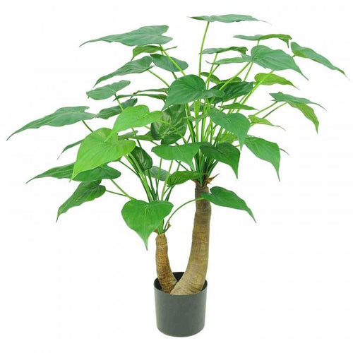 Florabelle Alocasia Cucullata Tree 47 Lvs 95cm | Accessories | app store dev @@ABC ///[option4] 十月五日 11:53 