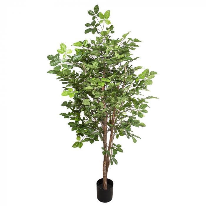 Florabelle Hornbean tree 1.5m 1508 Lvs | Accessories | app store dev @@ABC ///[option4] 十月五日 11:53 