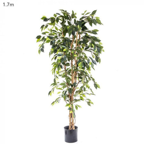 Florabelle Ficus Tree 1.7m | Accessories | app store dev @@ABC ///[option4] 十月五日 11:53 