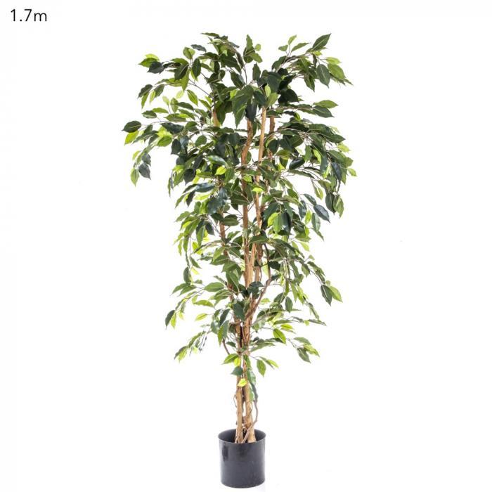 Florabelle Ficus Tree 1.7m | Accessories | app store dev @@ABC ///[option4] 十月五日 11:53 