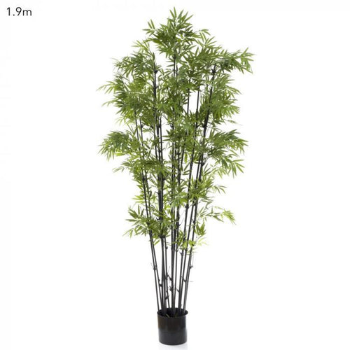 Florabelle Japanese Bamboo Black Stem 1.9m | Accessories | app store dev @@ABC ///[option4] 十月五日 11:53 