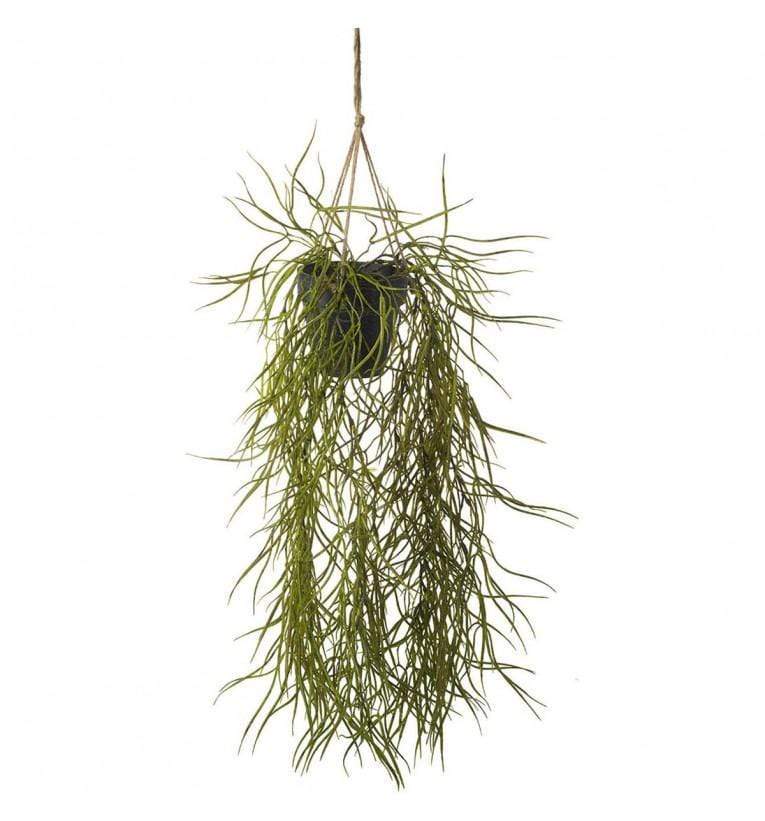 Parlane Hoya Hanging Green (2pk) | Faux Plants | app store dev @@ABC ///[option4] 十月五日 11:53 