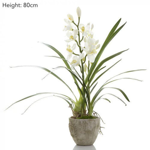 Florabelle Cymbidium Orchid in Pot | Accessories | app store dev @@ABC ///[option4] 十月五日 11:53 