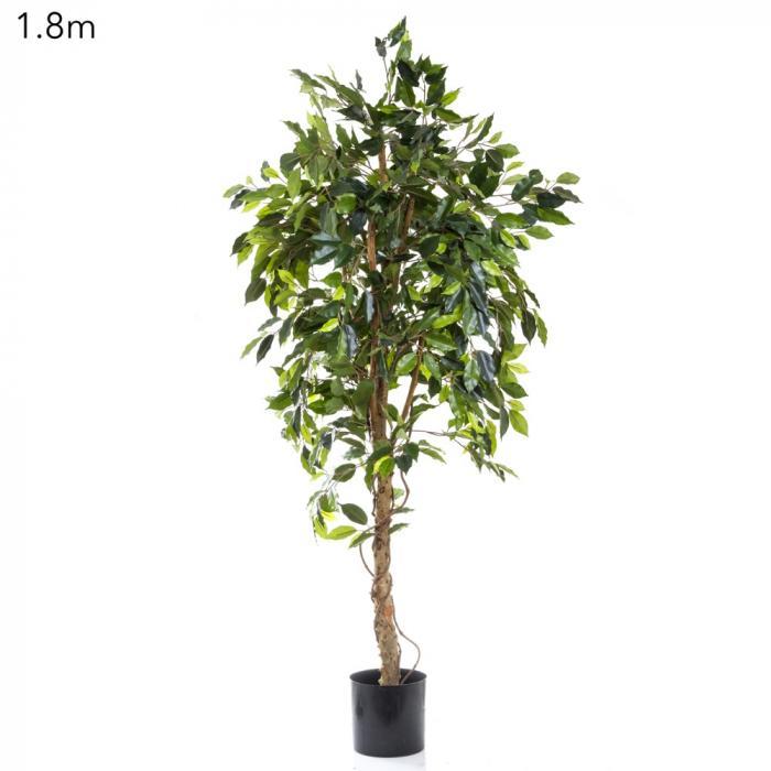 Florabelle Ficus Vine Tree 1.8m | Accessories | app store dev @@ABC ///[option4] 十月五日 11:53 