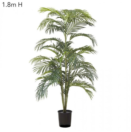Florabelle Areca Palm x 7 Potted - 1.8m | Accessories | app store dev @@ABC ///[option4] 十月五日 11:53 