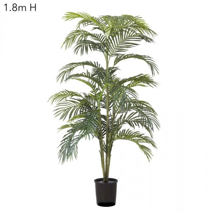 Florabelle Areca Palm x 7 Potted - 1.8m | Accessories | app store dev @@ABC ///[option4] 十月五日 11:53 