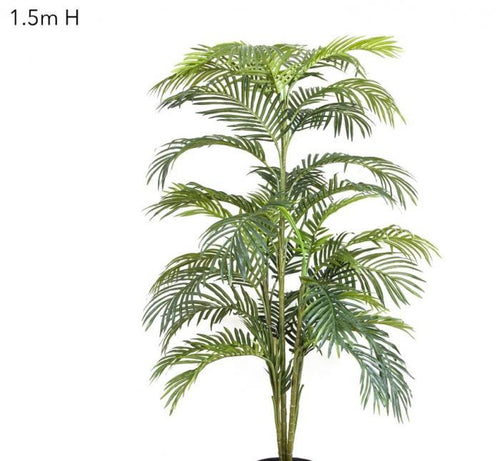 Florabelle Areca Palm x 5 - 1.5m | Accessories | app store dev @@ABC ///[option4] 十月五日 11:53 