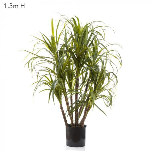 Florabelle Dracaena Marginata 1.3m 10 Heads | Accessories | app store dev @@ABC ///[option4] 十月五日 11:53 