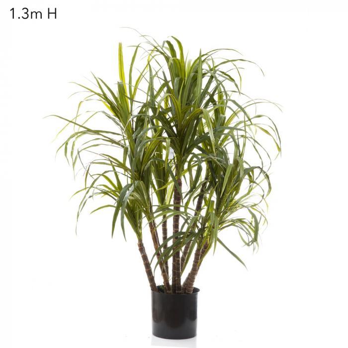 Florabelle Dracaena Marginata 1.3m 10 Heads | Accessories | app store dev @@ABC ///[option4] 十月五日 11:53 