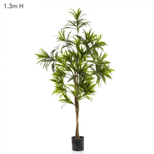 Florabelle Dracaena Reflexa 1.3m Green | Accessories | app store dev @@ABC ///[option4] 十月五日 11:53 