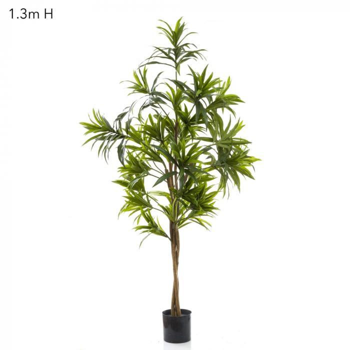 Florabelle Dracaena Reflexa 1.3m Green | Accessories | app store dev @@ABC ///[option4] 十月五日 11:53 