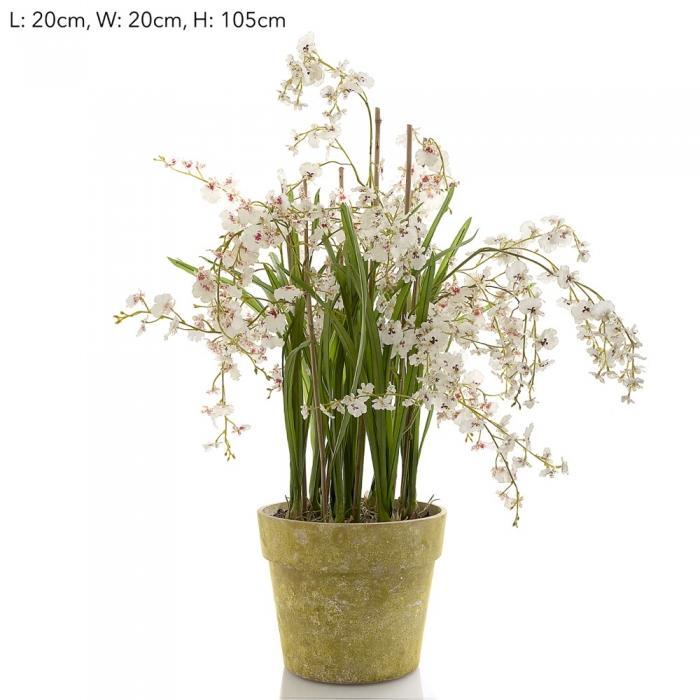 Florabelle Dancing Orchid in Pot 105cm White | Accessories | app store dev @@ABC ///[option4] 十月五日 11:53 