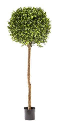 Florabelle Boxwood Ball Tree 1.5M (Dia 60cm) | Accessories | app store dev @@ABC ///[option4] 十月五日 11:53 