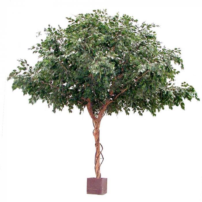 Florabelle Ficus Exotica Giant U Type 9680 Lvs 3M | Accessories | app store dev @@ABC ///[option4] 十月五日 11:53 