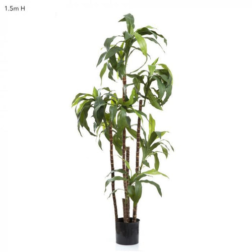 Florabelle Dracaena Fragrans 8 Heads 1.5m | Accessories | app store dev @@ABC ///[option4] 十月五日 11:53 