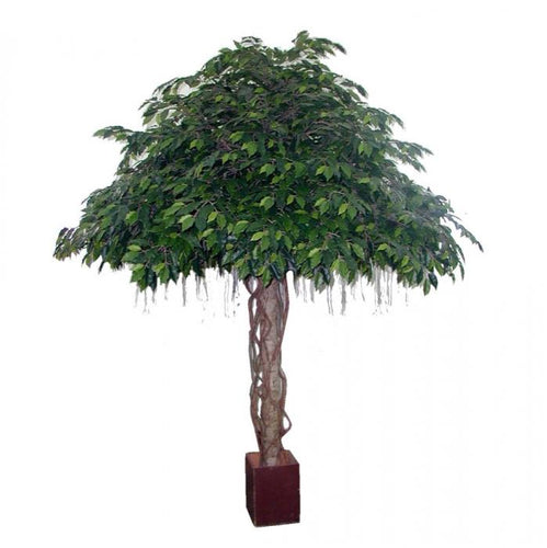 Florabelle Fat Ficus Umbrella Giant 3.05m 12800Lvs | Accessories | app store dev @@ABC ///[option4] 十月五日 11:53 