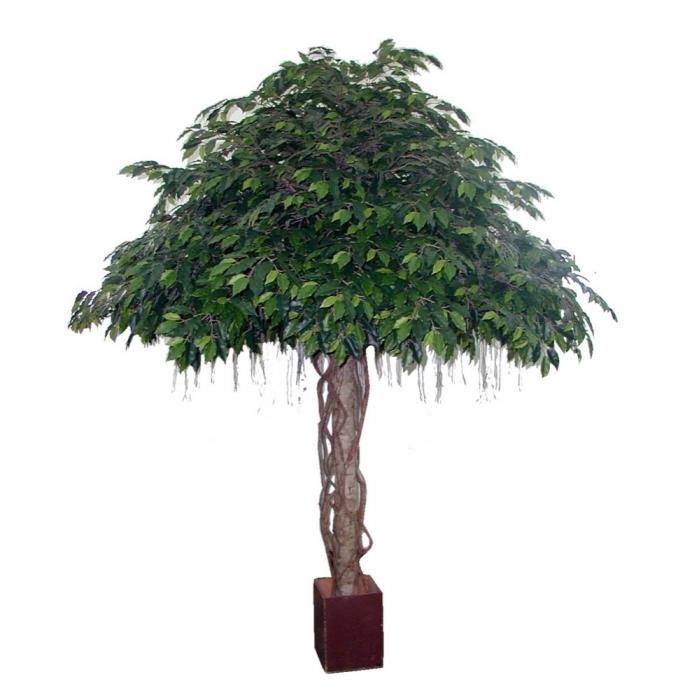 Florabelle Fat Ficus Umbrella Giant 3.05m 12800Lvs | Accessories | app store dev @@ABC ///[option4] 十月五日 11:53 