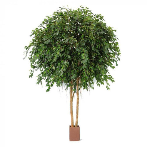 Florabelle Giant Ficus Exotica 3.05m 12216Lvs | Accessories | app store dev @@ABC ///[option4] 十月五日 11:53 