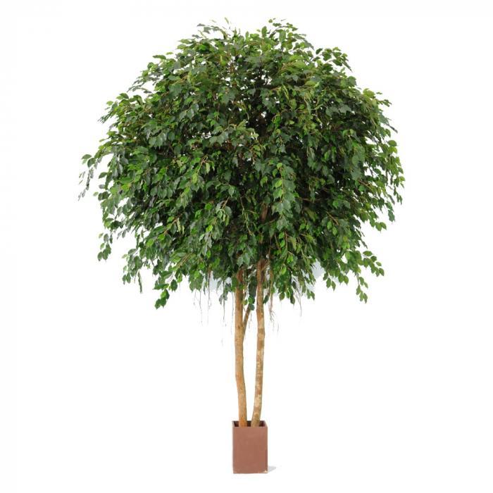 Florabelle Giant Ficus Exotica 3.05m 12216Lvs | Accessories | app store dev @@ABC ///[option4] 十月五日 11:53 
